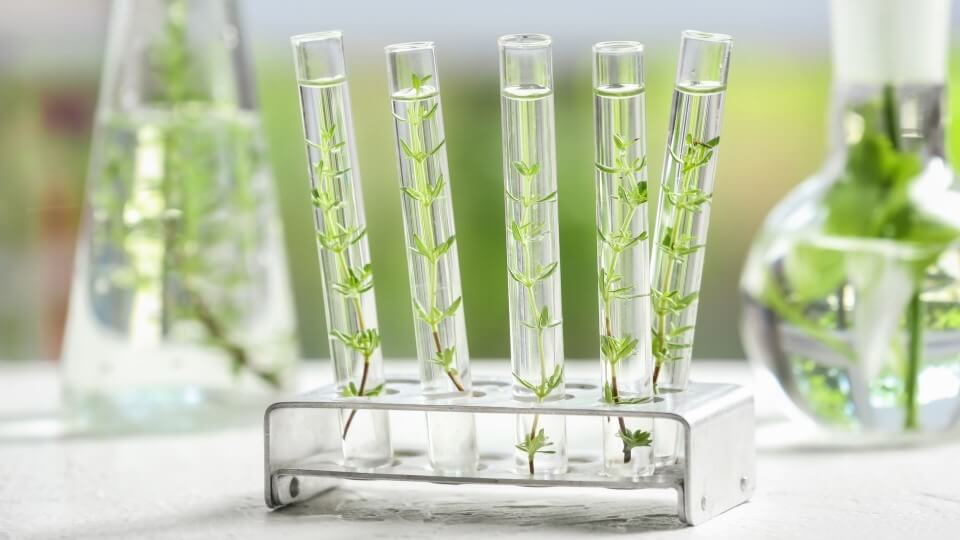 Physiological Cosmetic Illustration