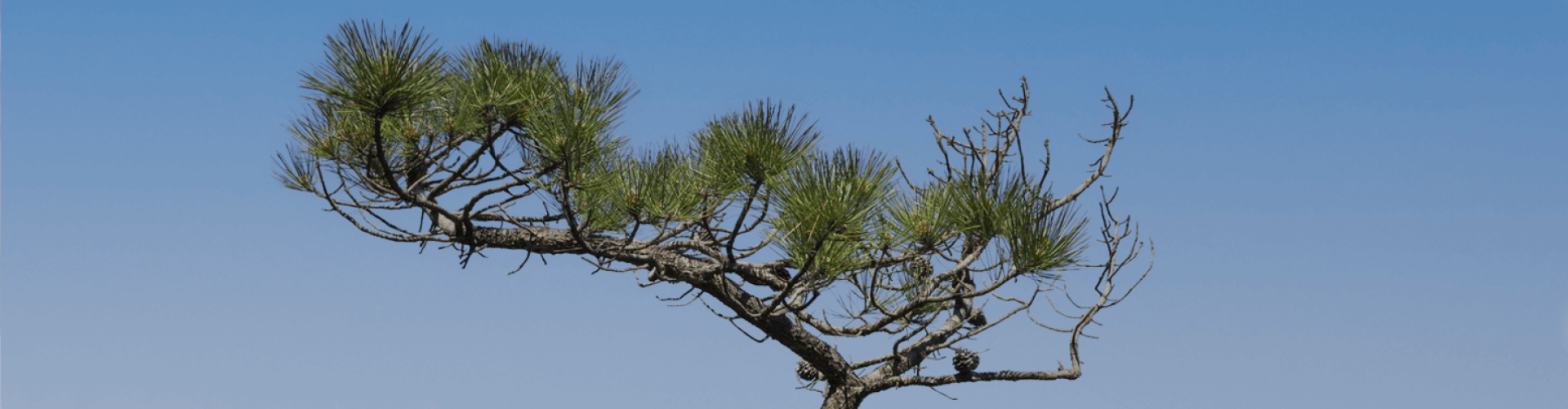 Pycnogenol®: A Picture-Perfect Ingredient from the Bark of the Maritime Pine